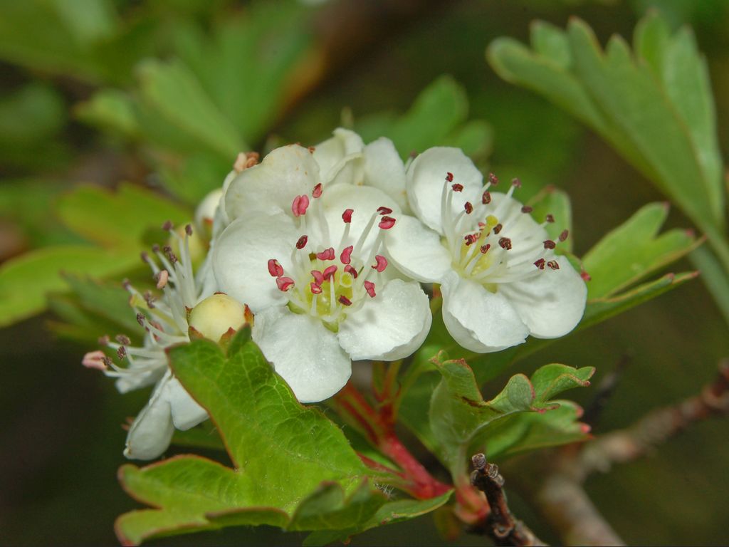 Prunus avium e Crataegus monogyna